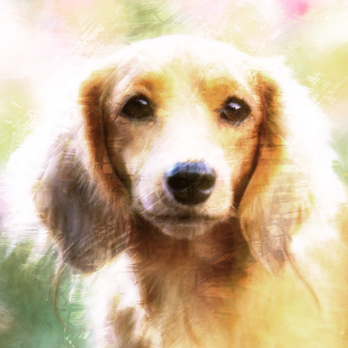 Hond 60x60 print